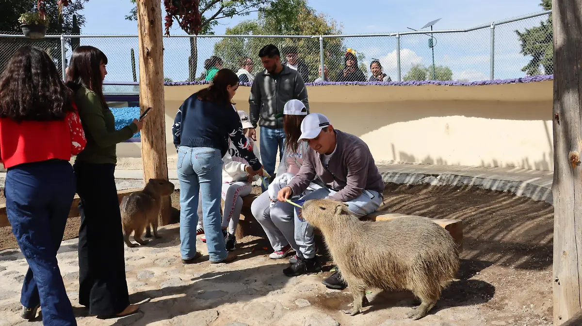 ZOOLOGICO NAVIDAD (4)